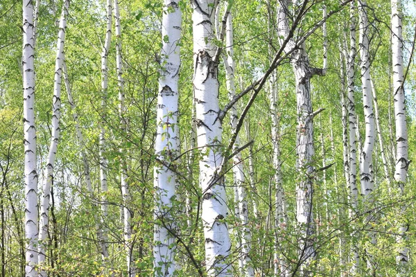 Junge Birke Mit Schwarzer Und Weißer Birkenrinde Frühling Birkenhain Vor — Stockfoto