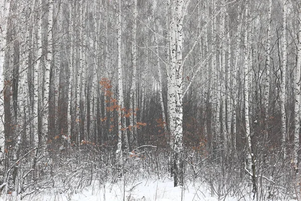 Black and white birch trees with birch bark in birch forest among other birches in winter in snow