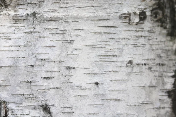 白桦树树皮上有黑桦树条纹和木桦树树皮纹理的桦树树皮图案 — 图库照片