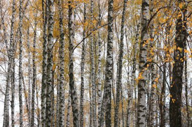 Huş ağacının diğer huş ağaçları arasında Ekim ayında sarı huş ağacında huş ağaçları ile güzel bir manzara