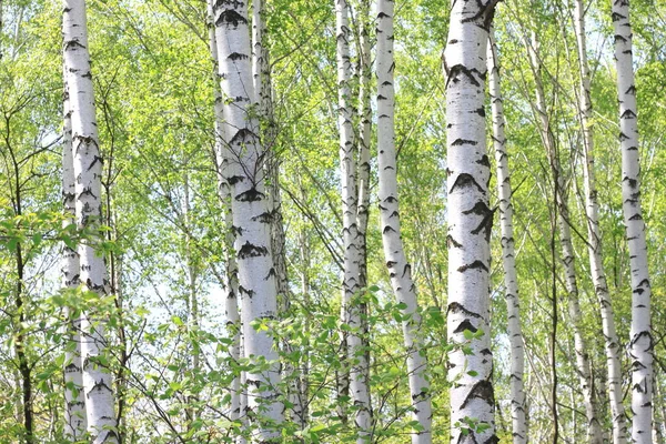 Birch trees with black and white birch bark as natural birch background in birch grove in summer