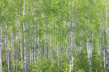 Huş ağacının siyah ve beyaz huş ağacının kabuğu huş ağacının doğal arka planıdır yazın huş ağacında.