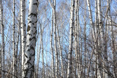 İlkbaharda huş ağacında siyah beyaz huş ağacına sahip genç huş ağaçları diğer huş ağaçlarının arka planına karşıdır.