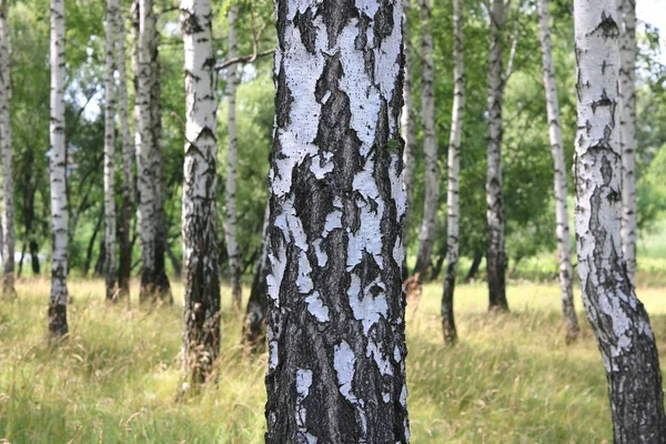 夏に白樺林の自然白樺林として黒と白の白樺樹皮と白樺の木 — ストック写真