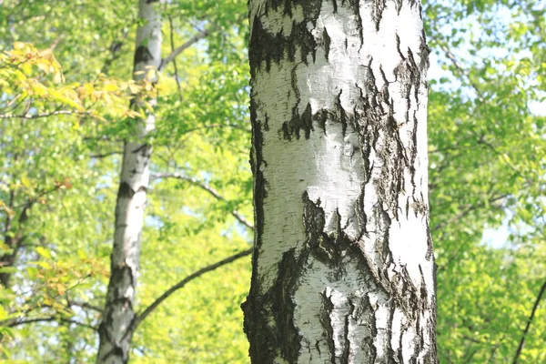 Birch trees with black and white birch bark as natural birch background in birch grove in summer