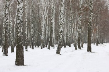 huş ağacının huş ağacıyla kaplı siyah beyaz huş ağaçları kışın diğer huş ağaçlarının arasında