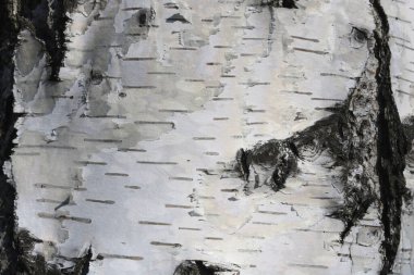 huş ağacının beyaz huş ağacının kabuğunda siyah huş şeritleri ve ahşap huş ağacı kabuğu deseni.