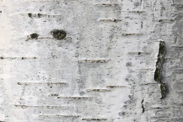 Huş Ağacının Beyaz Huş Ağacının Kabuğunda Siyah Huş Şeritleri Ahşap — Stok fotoğraf