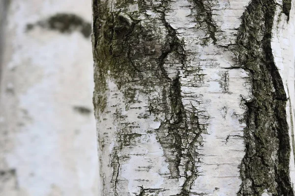 白樺の樹皮に黒い白樺の縞模様と木の白樺の樹皮のテクスチャ — ストック写真
