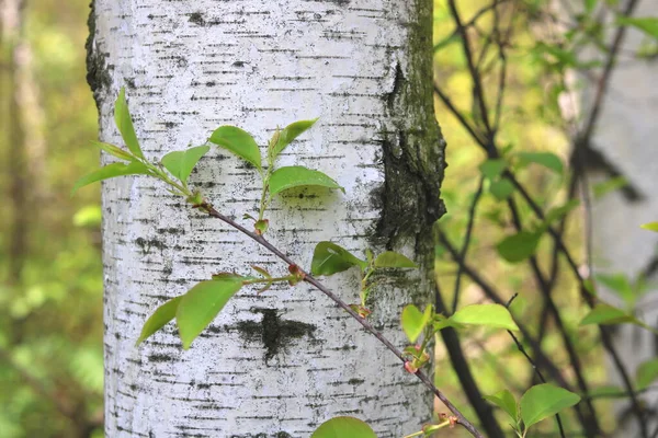 Abedul Joven Con Corteza Abedul Blanco Negro Primavera Arboleda Abedul — Foto de Stock