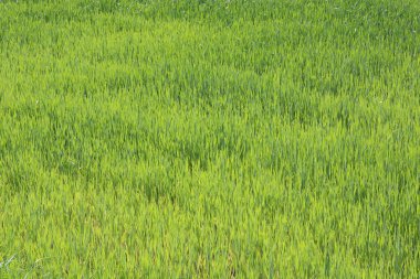 Doğal yeşil arka plan ile sulu bahar yeşil çimen