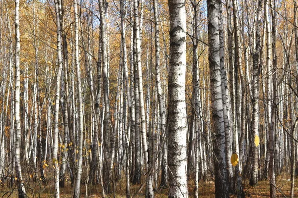 Hermosa Escena Con Abedules Bosque Abedules Otoño Amarillo Octubre Entre —  Fotos de Stock