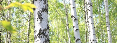 İlkbaharda huş ağacında siyah beyaz huş ağacına sahip genç huş ağacı diğer huş ağaçlarının arka planında.