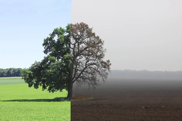 Abstraktes Foto Mit Bild Des Baumes Sommer Und Herbst — Stockfoto