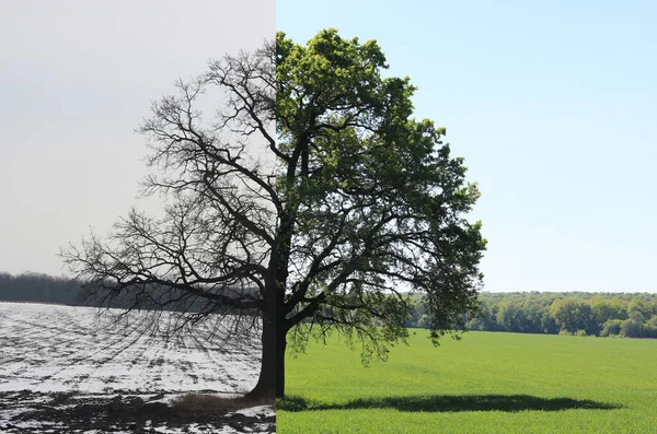 잔디와 차가운 겨울에 여름에서 변화와 나무의 측면과 콜라주 — 스톡 사진