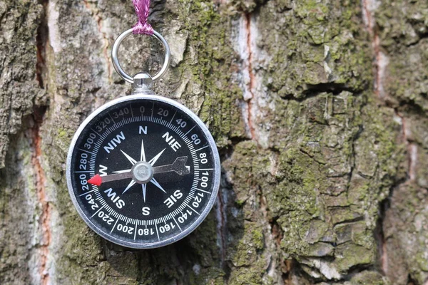 Bússola Ferro Velho Árvore Floresta Fundo Borrado Para Inscrição — Fotografia de Stock