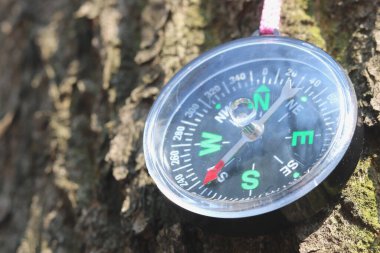 Ormandaki ağaçtaki eski pusula