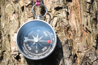 Ormandaki ağaçtaki eski pusula