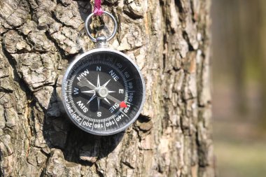 Ormandaki ağaçtaki eski pusula