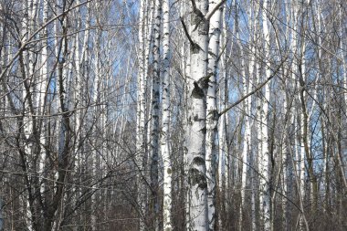 İlkbaharda huş ağacında siyah beyaz huş ağacına sahip genç huş ağaçları diğer huş ağaçlarının arka planına karşıdır.
