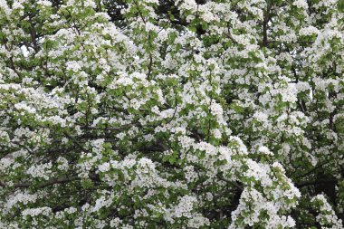 Güzel beyaz elma çiçekleri ve yeşil elma ağacı yaprakları baharda güneşli bir havada elma bahçesinde.