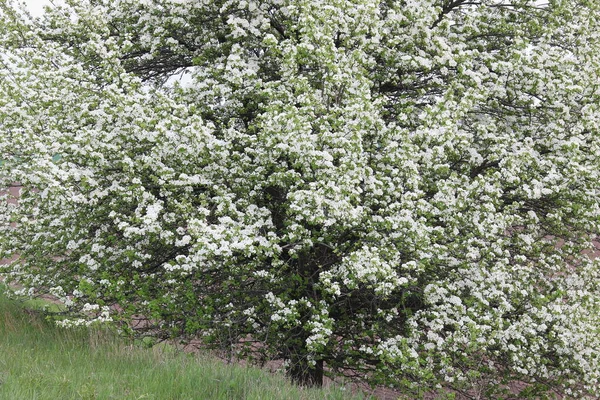 Schöne Weiße Apfelblüten Und Grüne Apfelbaumblätter Apfelgarten Bei Schönem Sonnigen — Stockfoto