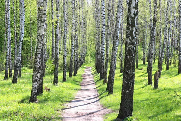 Vidoeiro Jovem Com Casca Vidoeiro Preto Branco Primavera Bosque Vidoeiro — Fotografia de Stock