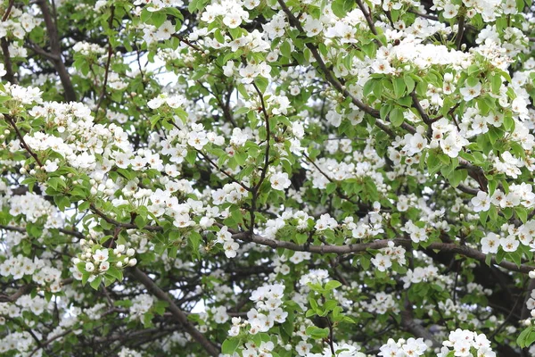 Bei Fiori Mele Bianche Foglie Melo Verde Nel Giardino Mele Fotografia Stock