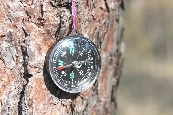 Stary Kompas Drzewie Lesie — Zdjęcie stockowe
