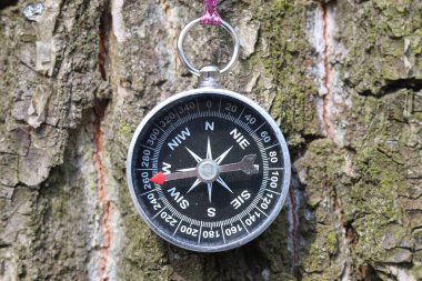 Ormandaki ağaçtaki eski pusula