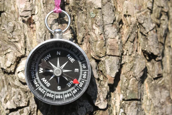 Stary Kompas Drzewie Lesie — Zdjęcie stockowe