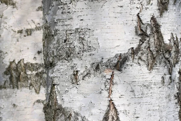 Pattern Birch Bark Black Birch Stripes White Birch Bark Wooden — Stock Photo, Image