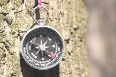 Ormandaki ağaçtaki eski pusula