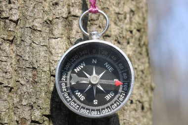 Ormandaki ağaçtaki eski pusula