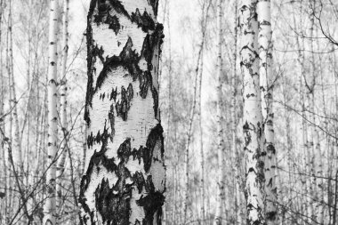 Huş Grove diğer ağaç arasında huş ağacı kabuğu ile siyah beyaz ağaç fotoğrafı siyah-beyaz