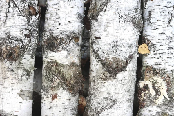 pattern of birch bark with black birch stripes on white birch bark and with wooden birch bark texture