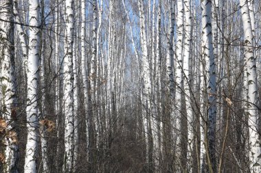 İlkbaharda huş ağacında siyah beyaz huş ağacına sahip genç huş ağaçları diğer huş ağaçlarının arka planına karşıdır.