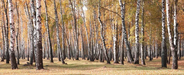 Hermosa Escena Con Abedules Bosque Abedules Otoño Amarillo Octubre Entre —  Fotos de Stock