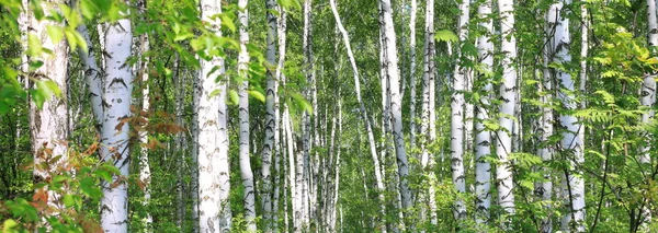 Prachtige Berkenbomen Met Witte Berkenschors Berkenbos Met Groene Berkenbladeren Zomer — Stockfoto