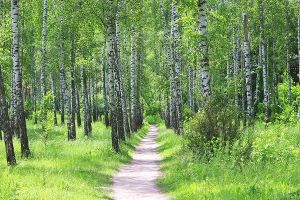 Vackra Björkträd Med Vit Björkbark Björklund Med Gröna Björkblad Sommaren — Stockfoto