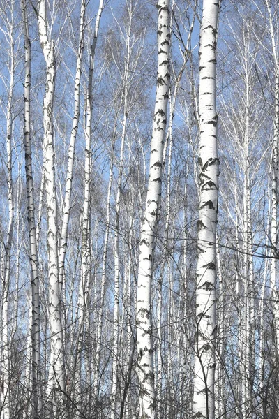 Lkbaharda Huş Ağacında Siyah Beyaz Huş Ağacına Sahip Genç Huş — Stok fotoğraf