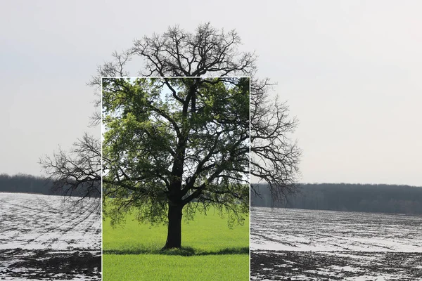 Абстрактний Колаж Змішаними Різними Сторонами Дерева Зміною Сезонів Літа Зеленою Стокове Фото