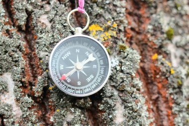 Ormandaki ağaçta eski demir pusula