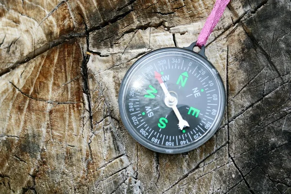 Old Iron Compass Tree Forest — Stock Photo, Image