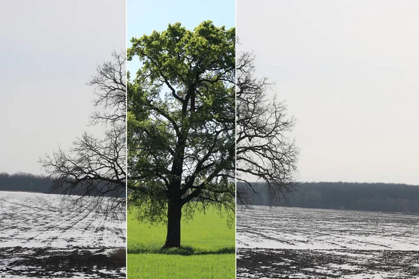 Collage Abstrait Avec Différents Côtés Arbre Avec Des Saisons Changeantes — Photo