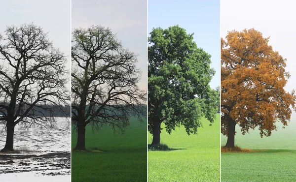 Immagine Astratta Albero Solitario Inverno Senza Foglie Sulla Neve Primavera — Foto Stock