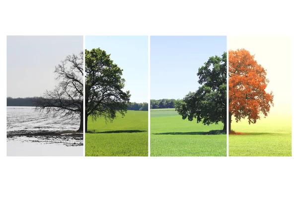 Abstrakt Bild Ensamma Träd Vintern Utan Blad Snö Våren Utan — Stockfoto