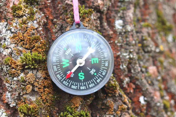 Vieille Boussole Fer Sur Arbre Forêt — Photo