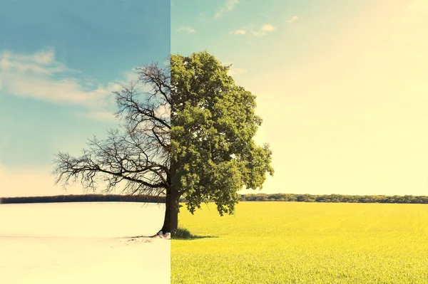 Collage Abstrait Avec Différents Côtés Arbre Avec Des Saisons Changeantes — Photo