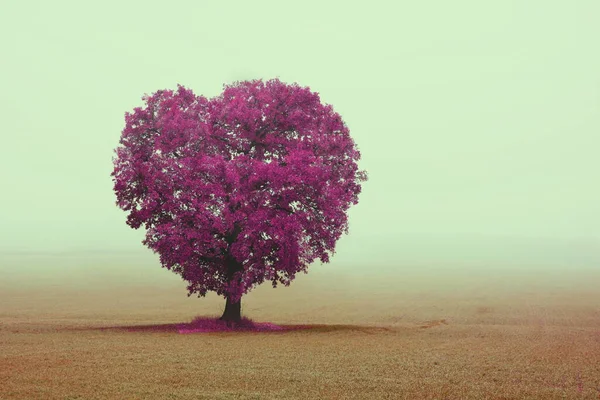 Imagem Abstrata Com Árvore Forma Coração Como Símbolo Amor Casamento — Fotografia de Stock